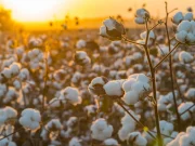 What is the main source of income in Benin? cotton_field